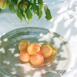 完熟梅のレシピ だいどこログ 生協パルシステムのレシピサイト