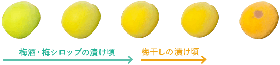 漬け頃カラーチャート